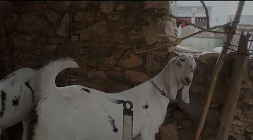 Sojat  Female Goat — photo 2