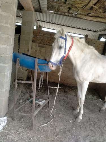 abhor female horse — photo 6