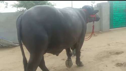 Murrha bull — photo 3