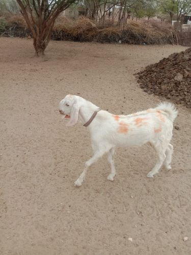 Sojat Goat — photo 2