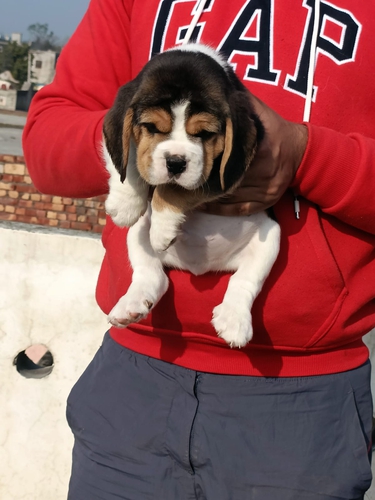 Beagle — photo 2