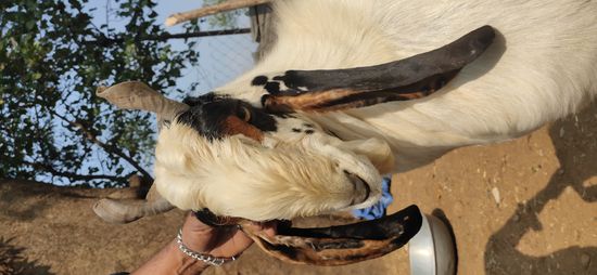 Kota Goat — photo 3