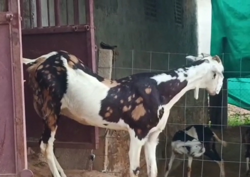 Gujri Goat — photo 3