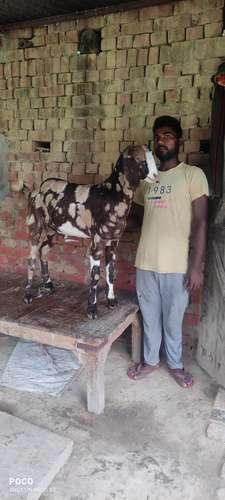 Gujri cross  Goat — photo 2