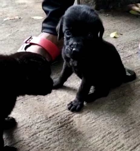 German Shepherd Puppy