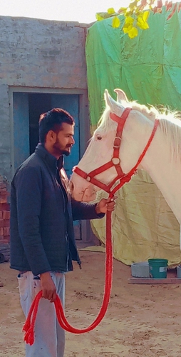 Marwari Horse — photo 6