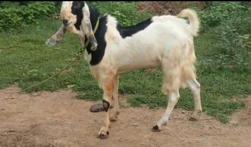 Goat  — photo 3