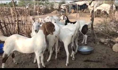 Sojat Goat — photo 2