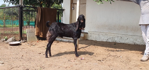 Totapuri Goat — photo 3