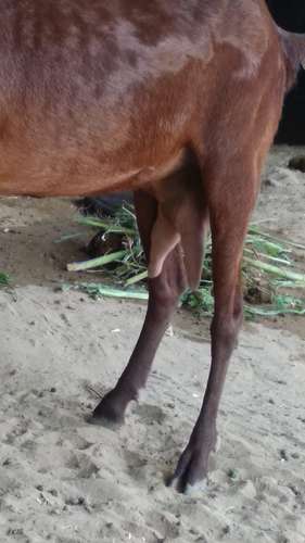 Pure Beetal Goat — photo 2