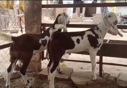 Sojat gujri mix Goat — photo 3