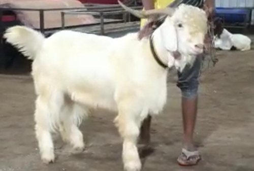 Kashmiri Goat — photo 5