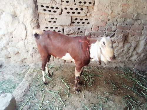 Goat — photo 2