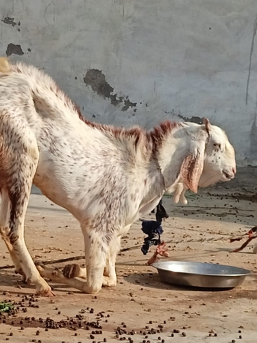 Sojat aur makkachino  2 breeder goat — photo 4