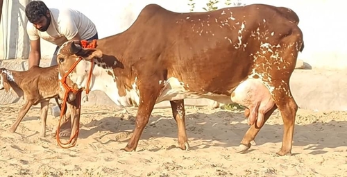 Gir cow — photo 2