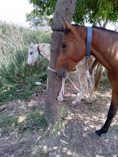 Sindhi Vachera Horse — photo 3