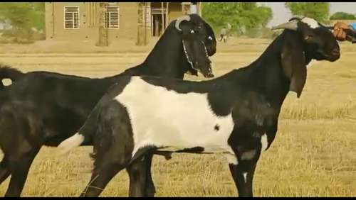 Punjabi Beetal Goat — photo 4