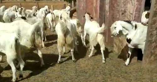 Sojat Goat — photo 4