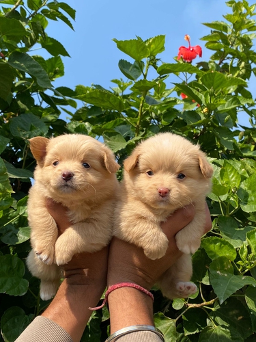 Pomeranian Puppy — photo 2