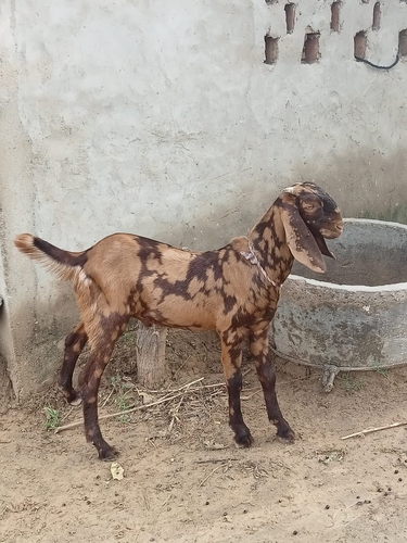 Mawati Goat — photo 4