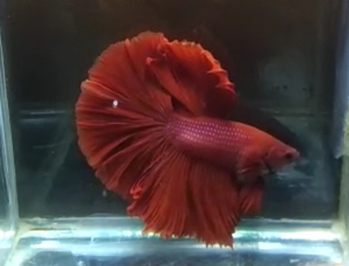 Fish — Rostel tel Fish, Kolkata, India