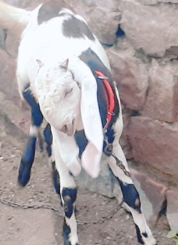 Hydrabadi Goat — photo 3