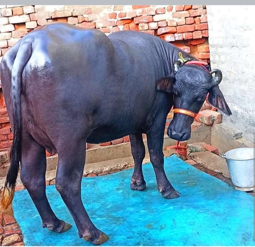 First time ki 4 dant murrah Buffalo — photo 2