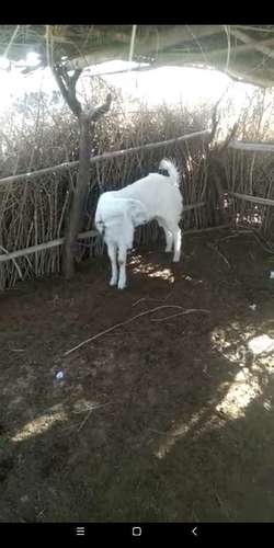 Sojat Goat — photo 3