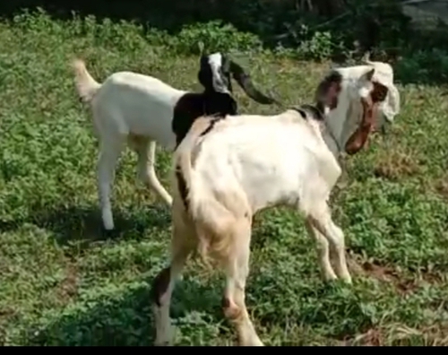 Gulabi Kota Bakri — photo 2