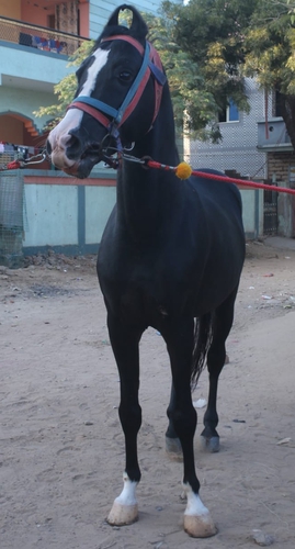 Kathiyawadi Horse — photo 3