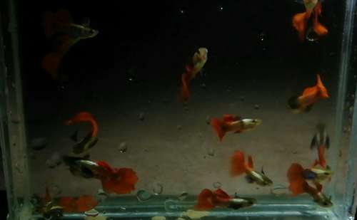 guppy platinum red — photo 2