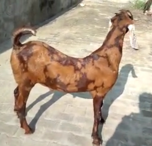 Sirohi Goats