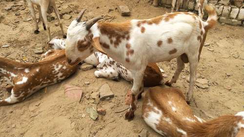 Barbari pure breed Goat