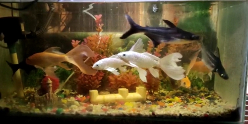 Fish pots  — photo 4