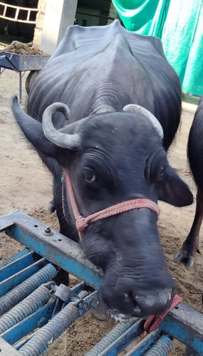 Buffalo — Murrah Buffalo, Punjab, India