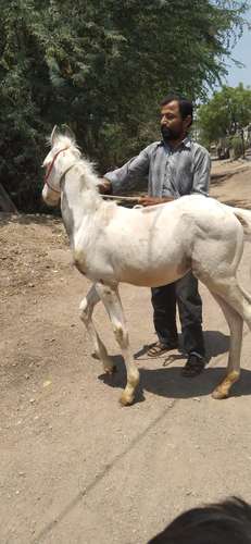 Marwadi Horse — photo 3