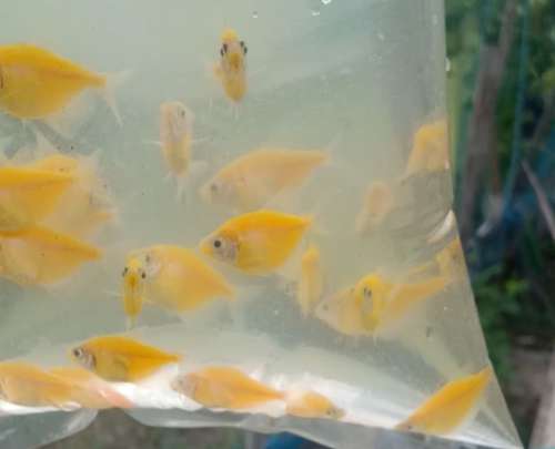 Mixed Window Fish — photo 2