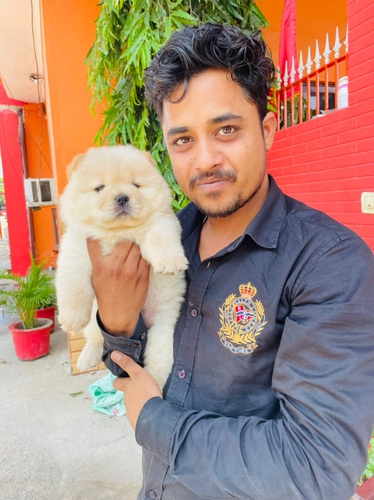 Chow Chow Puppy — photo 6