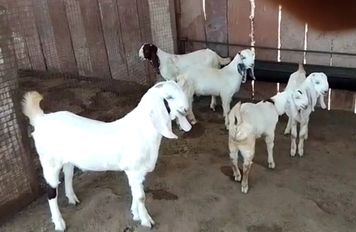 Sojat Goat — photo 4