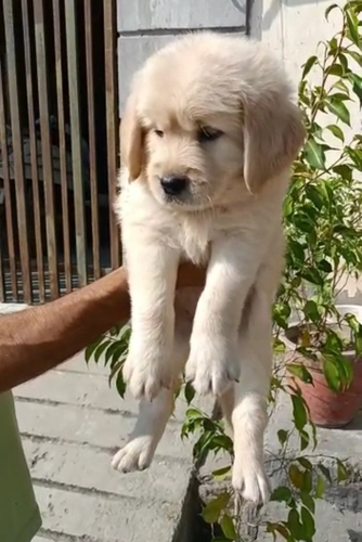 Golden Retriever Puppy — photo 2