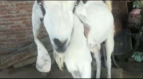Gulabi Chamri Goat — photo 5