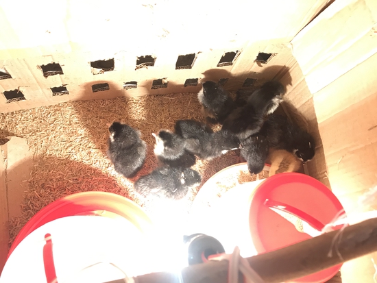 KUROLIER LAYER HENS — photo 6