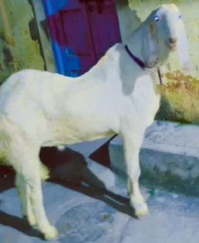 Sojat Goat — photo 2