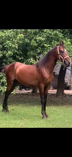 Horse — Marwari Horse Colt, Kanpur, India