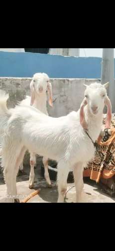 Hansa Goat (Jodi)  — photo 3