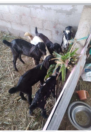 Goat — photo 3