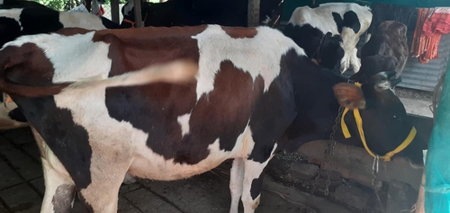 Cow — photo 2