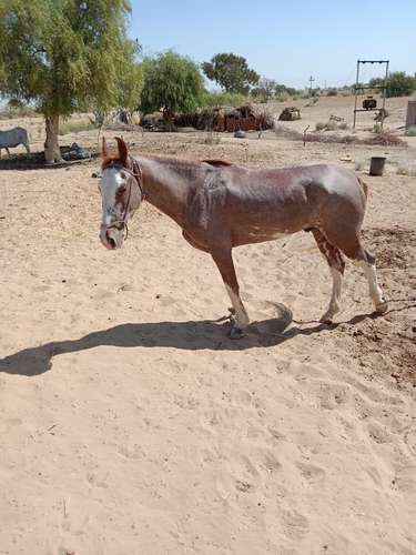 Sindhi horse — photo 2