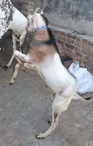 Paka kheera Goat — photo 3