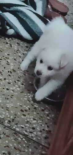 Top quality Pomeranian puppies available for sale in best price — photo 2